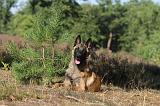 MALINOIS 041